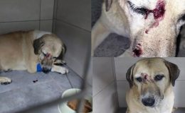 Kör ve yaşlı köpeğe sopalı işkence