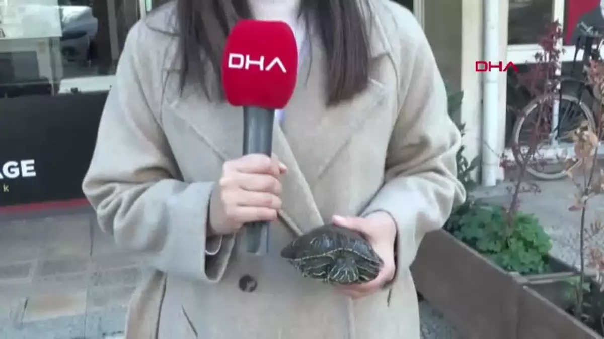 İzmir’deki Kaplumbağalı Fotoğrafçı